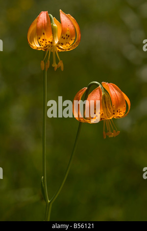 Leopard lily o Panther Lily Lilium pardalinum Mt Eddy California del Nord