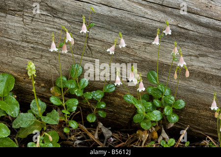 Twinflower Linnaea borealis crescente nella vecchia foresta di conifere diffusa in ambito europeo e americano zone boreali California Foto Stock