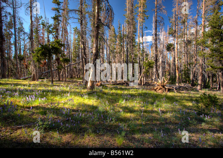 Latifoglie lupin Lupinus latifolius nella pineta vicino alle Sorelle Cascade Mountains Oregon Foto Stock
