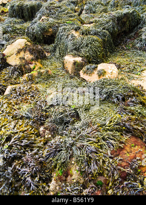 Alga Colorful rocce di copertura Francia Europa Foto Stock