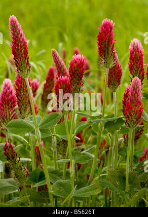 Trifoglio di cremisi Trifolium incarnatum ssp incarnatum piantato come un raccolto di foraggio Francia Foto Stock