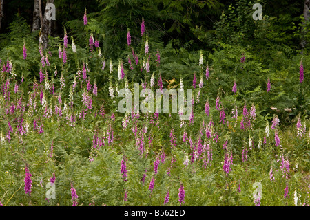 Massa di foxgloves Digitalis purpurea comune nel Regno Unito naturalizzato in cascata si monta Oregon Foto Stock