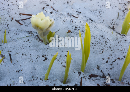 Anemone occidentale o Western "Pasque flower Anemone occidentalis emergente dalla neve alta sul Monte Cofano Cascades Oregon Foto Stock