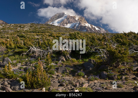 Whitebark pine Pinus albicaulis come Krummholz nana comunità ad alta altitudine 7000 ft sul Monte Cofano Oregon Cascade Mountains Foto Stock