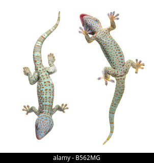 Vino di Tokay gecko Gekko gecko davanti a uno sfondo bianco Foto Stock