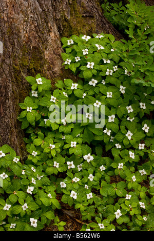 Bunchberry o Western Bunchberry Cornus unalaschkensis sul tronco più basso del Western Red Cedar Thuja plicata a lago perduto Foto Stock