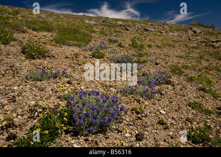 Alta altitudine tundra dominato da dwarf lupini di Lupinus lepidus Lupinus lyalii a 67000 ft su Mount Rainier Cascade Mountains Foto Stock