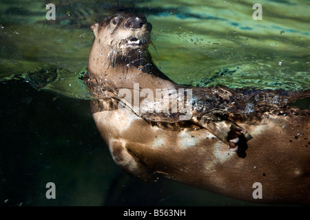 Una Lontra di fiume nuota nel suo aquarium al Brookgreen Gardens, Murrells Inlet, Carolina del Sud, vicino a Myrtle Beach. Foto Stock