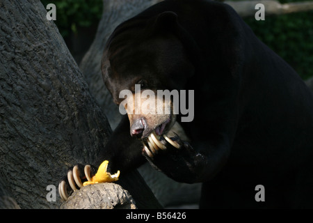 Orso affamato di Sun Foto Stock