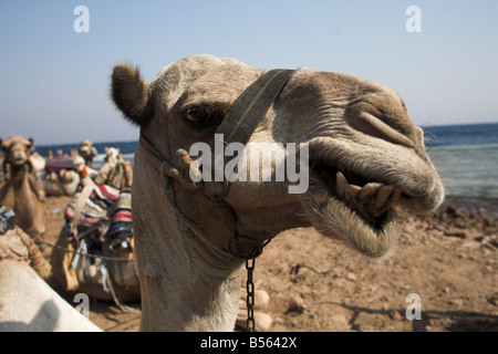 Cammelli in appoggio vicino al buco blu sito di immersione sulla penisola del Sinai a Dahab, Egitto. Foto Stock