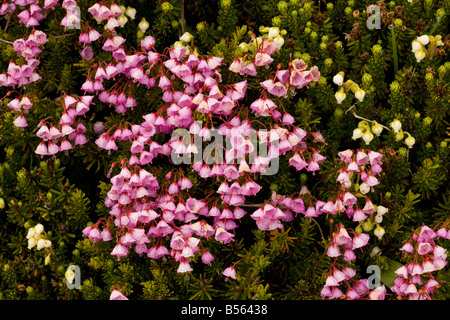 Red heather Phyllodoce empetriformis in alta tundra nella nebbia sul Monte Rainier Cascade Mountains Washington Foto Stock