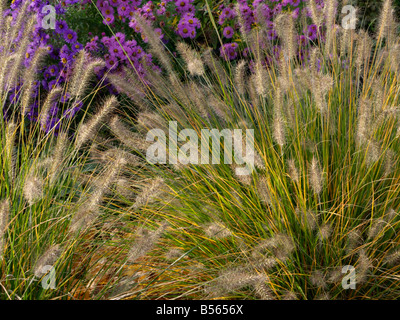 Fontana di nana erba (pennisetum alopecuroides "Hameln") e Aster (Aster) Foto Stock