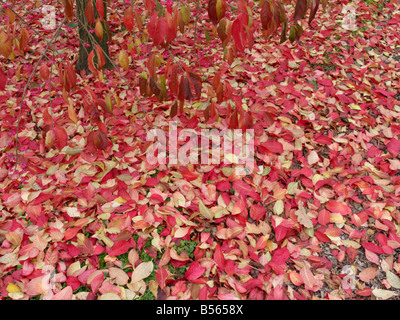 Albero mandrino (euonymus hamiltonianus) Foto Stock