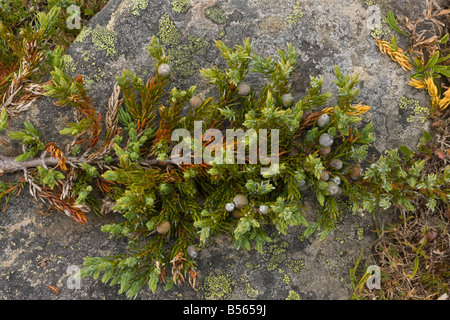 Dwarf Ginepro comune Juniperus communis nella frutta in alta quota su Hurricane Ridge il parco nazionale di Olympic Washington Foto Stock
