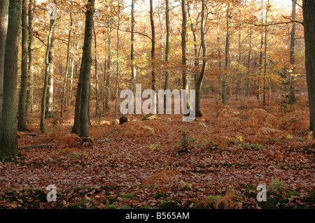 Inglese storico bosco di querce a Ightam nel Kent REGNO UNITO Immagine presa il 4 novembre 2007 Foto Stock