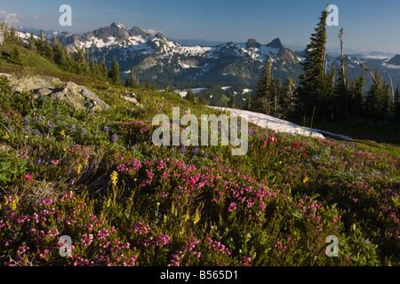 Spettacolari prati fioriti con Magenta pennello lupini etc su Mazama cresta sopra il Paradiso sul Monte Rainier Foto Stock