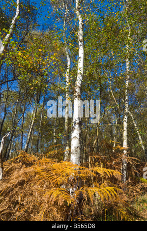 Argento di betulle in autunno, SURREY REGNO UNITO Foto Stock
