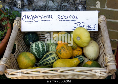 Un fantastico display di zucche Foto Stock