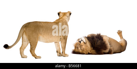 Leone e leonessa davanti a uno sfondo bianco Foto Stock