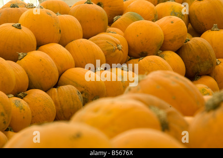 Un fantastico display di zucche Foto Stock