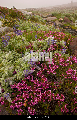 Red heather Phyllodoce empetriformis in alta tundra nella nebbia sul Monte Rainier Cascade Mountains Washington Foto Stock