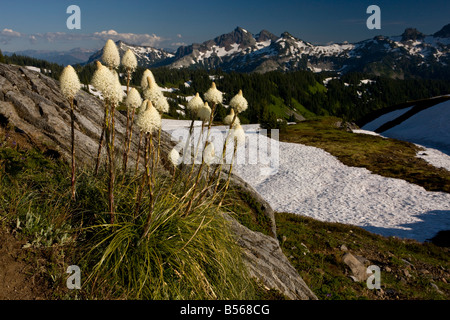 Bear Grass Xerophyllum tenax sul Monte Rainier Cascade Mountains Washington Foto Stock