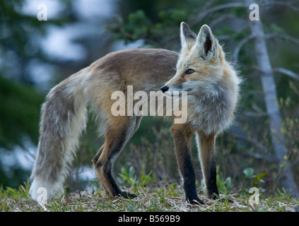 Cascata Red Fox o fase di argento Volpe rossa Vulpes vulpes cascadensis sul Monte Rainier Cascade Mountains Washington Foto Stock