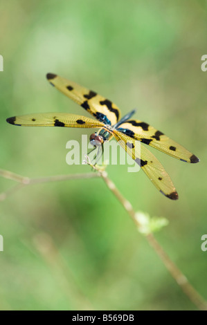 Rhyothemis variegata. Comune di libellula Picturewing / flutterer variegato nella campagna indiana. Andhra Pradesh, India Foto Stock