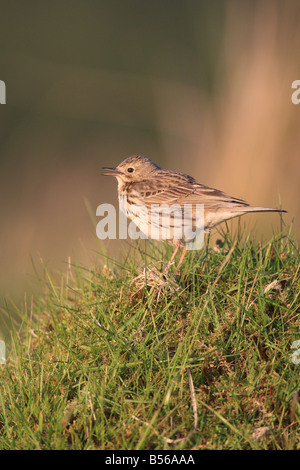 MEADOW PIPIT Anthus pratensis appollaiate su erba AMMASSARSI VISTA LATERALE Foto Stock