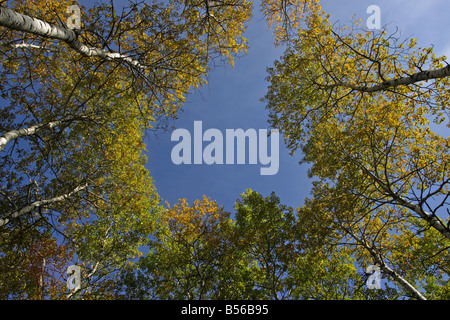 Aspen alberi in autunno contro un cielo blu prese guardando verso l'alto dal pavimento di foresta nella calotta Foto Stock