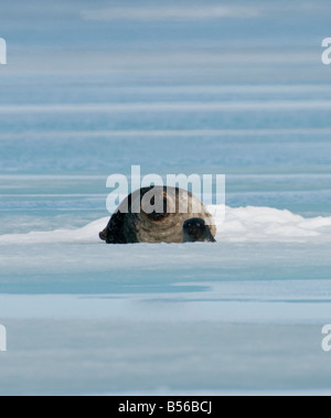 Guarnizione inanellato madre e pup dell'anno in primavera il cucciolo è di circa 2 mesi la madre è moulting il capotto la Foto Stock