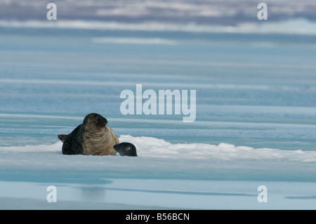 Guarnizione inanellato madre e pup dell'anno in primavera il cucciolo è di circa 2 mesi la madre è moulting il capotto l'animale dà Foto Stock