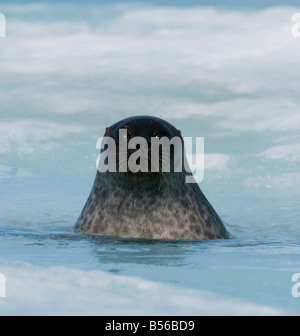 Guarnizione cerchiati di cucciolo di circa 2 mesi di età i giovani delle guarnizioni di tenuta sono nati in cavità tane nascoste sotto la neve sul mare di ghiaccio questi giovani pu Foto Stock