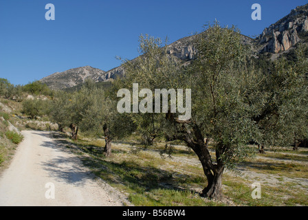 Campi di olivi e la via di Els Frares pinnacoli di roccia, Sierra de Serrella, Comtat, Provincia di Alicante, Comunidad Valenciana, Spagna Foto Stock