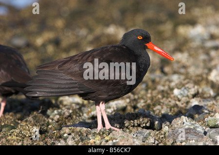 Black Oystercatcher Haematopus bachmani rovistando sulla spiaggia di ciottoli in cerca di cibo a Oak Bay Victoria Vancouver Island in febbraio Foto Stock