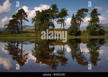 Alberi di Pino riflesso in Loch Tulla, Scozia Foto Stock