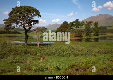 Loch Tulla pini, Scozia Foto Stock