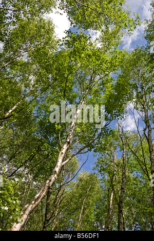 Argento di betulle Foto Stock