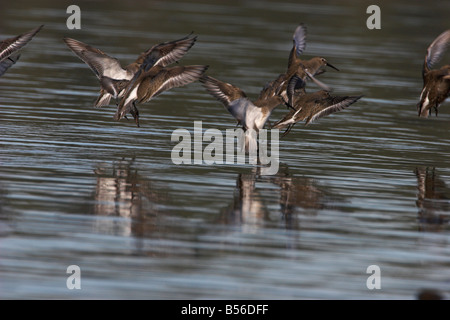 Dunlin Calidris alpina gregge in volo ma che arrivano fino a terra sulla riva del mare in laguna Esquimalt Victoria Vancouver Island nel feb. Foto Stock