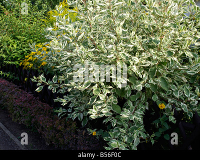 Tartarian sanguinello (cornus alba) Foto Stock