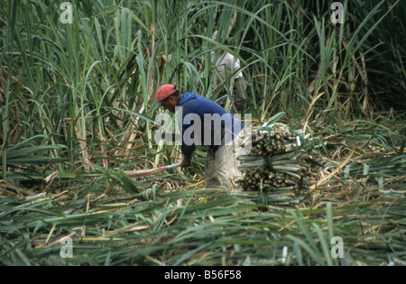 Taglio del lavoratore di canna da zucchero a mano al momento del raccolto, nel nord del Perù Foto Stock