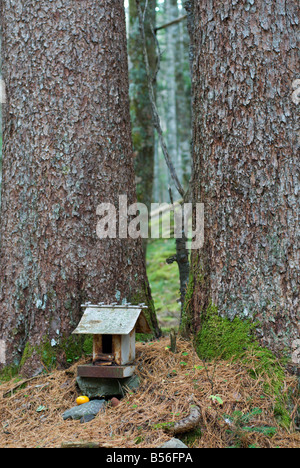 Un piccolo sacrario scintoista alla base di un particolare effetto a forcella albero di pino Yatsugatake Nagano Giappone 25 Ottobre 2008 Foto Stock