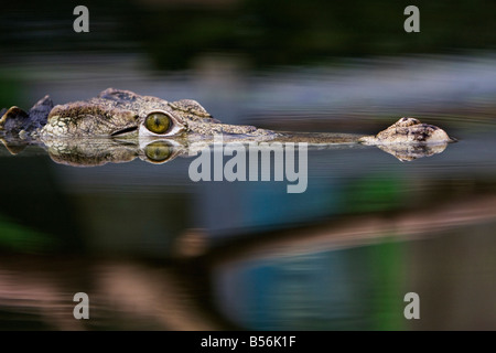 Un alligatore aspettando pazientemente Foto Stock