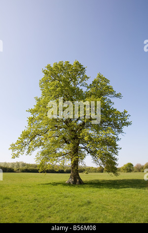 Albero di quercia in estate Foto Stock