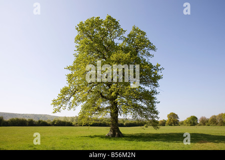 Albero di quercia in estate Foto Stock