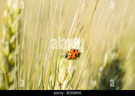 Una coccinella sul grano Foto Stock