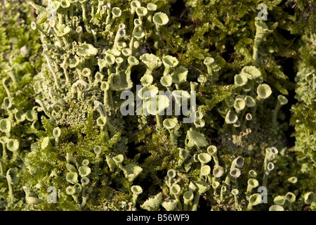 Il Lichen False Pixie Cup (Cladonia chlorophaea) Foto Stock