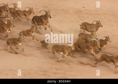 Mufloni Ammotragus lervia Sir Bani Yas Island riserva privata nel golfo persico vicino a Abu Dhabi Emirati Arabi Uniti Foto Stock