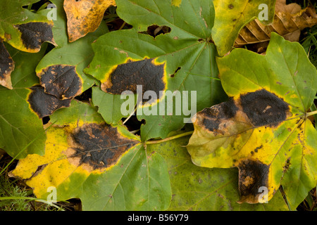 Macchia di catrame fungo Rhytisma acerinum su foglie di acero campestre Acer campestre autunno Romania Foto Stock