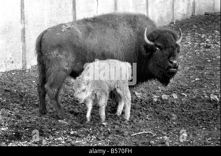 Un bisonte Americano vitello nato il xx dicembre 1969 è a vista in un paddock dei vecchi capannoni di bestiame presso lo Zoo di Londra. Egli si trova a circa 2' 6' elevata, è rosso-marrone. La madre è 'Trudie' e padre "Ernie'. Entrambi i genitori sono nati presso lo Zoo di Londra nel 1961 e 1965 rispettivamente. Dicembre 1969 Z12477-003 Foto Stock